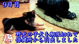 【犬　子犬　保護犬】野犬の子犬を保健所から引き出しました　9日目