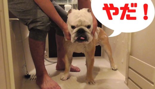 滅茶苦茶嫌がる犬を尻目に高級薬用シャンプー試してみた！