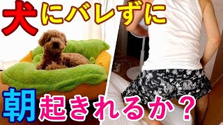 犬にバレずにこっそり朝起きてみたら犬の反応がすごすぎた・・・【トイプードル】