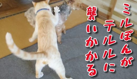 【犬襲う猫】とうとうミルぽんがテルルに襲いかかりました。 眠カラス&籠入り姐御&フリーメイソン犬 20200528、カラス&四つ足トリオ