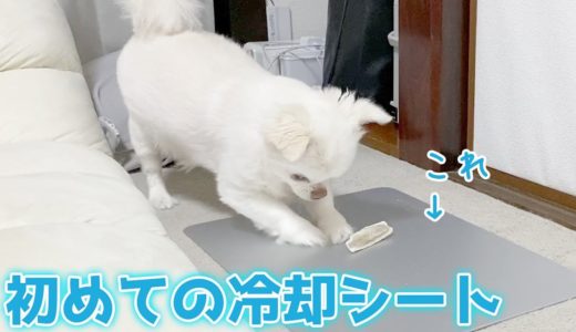 バテ気味の犬に初めて冷却シートをプレゼントしたら！？チワワのコハク