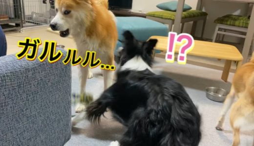 優しい犬「福丸」がボーダーコリー「こゆき」に怒った理由…