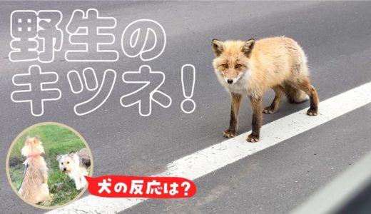 犬の散歩の途中でキツネに遭遇！また狙われるかと思いました