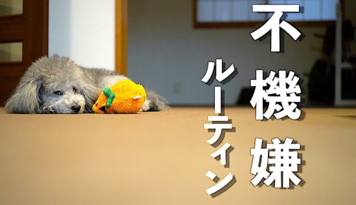 🐶雨で不機嫌な犬がご機嫌になるまでのルーティン【トイプードル】