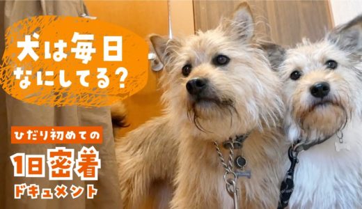 保護犬姉妹の１日密着ドキュメント2020［子犬初めての1日密着］