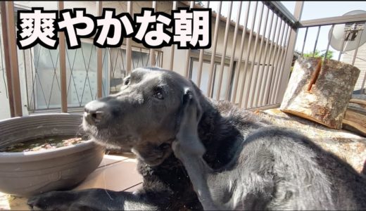 何気ない朝を大型犬3匹とまったり過ごす