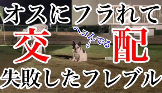 【犬の交配】チンチン勃たなくて落ち込むブリーダーとフレブル。