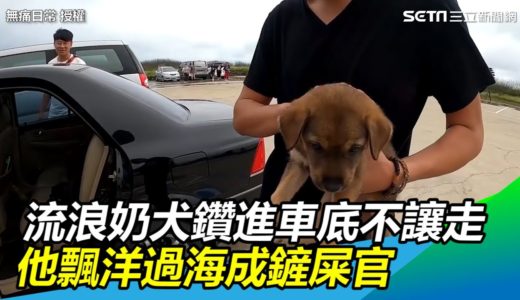 流浪奶犬鑽進車底不讓走　他飄洋過海成鏟屎官感動網友｜三立新聞網SETN.com