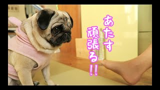 おやつの為に新しい芸の習得に励むパグ犬ぷぅ Pug