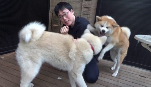 ワイの犬の名前の由来について