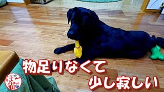 【犬　保護犬　ラブラドール 】まめ太がいない夜　ジオの気持ち