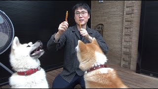 ワイの犬の大好物のおやつを紹介しますワン！