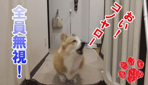 秘かにアピールを繰り返す犬【コーギーチロ】