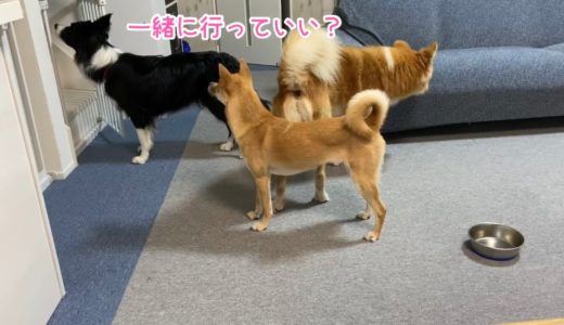 飼い主が2階に行ってしまった後の犬の反応が切なくて可愛かった…福丸マテ練習でまさかの出来事に