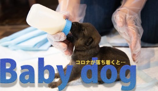 コロナが落ち着いたら犬が沢山来た件