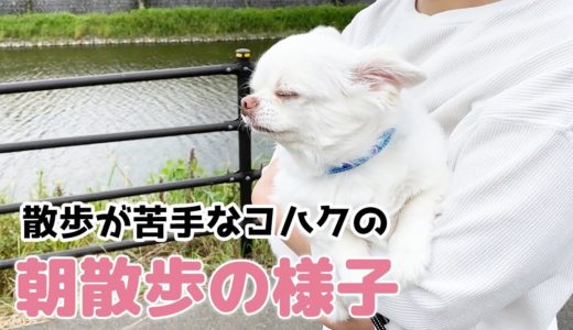 散歩が苦手な犬の朝散歩の一部始終【チワワのコハク】