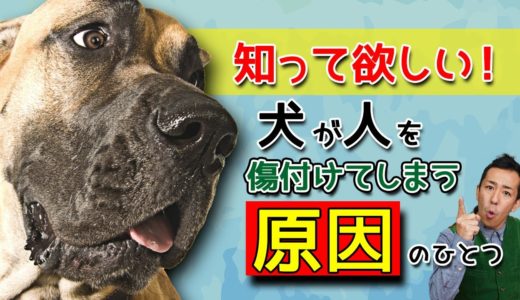 【必見】犬は悪くない！原因は環境にある？