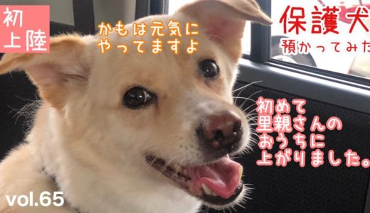 【保護犬預かり】かもめ、卒業の日②【その後の様子もあるよ】