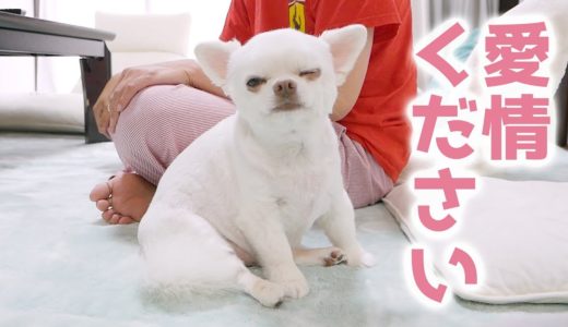 朝は家族の愛情がたくさん欲しい犬！コハクの愛情表現