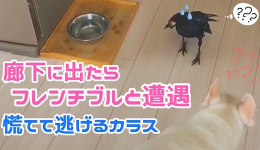 【犬との遭遇】廊下にてフレンチブルと遭遇して逃げるカラス氏であった。 カラスの逆さ風呂&謎ルール猫&人喰い姐御&エゴ犬 20200614、カラス&四つ足トリオ