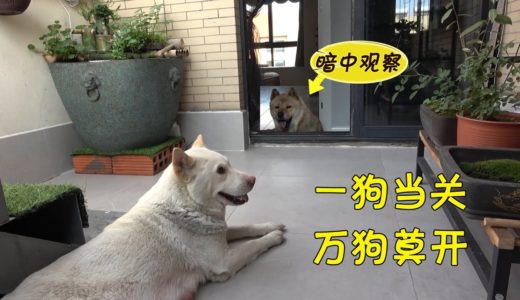 中华田园犬小白自从当了妈，几乎成了门神，阿黄灰灰整天提心吊胆