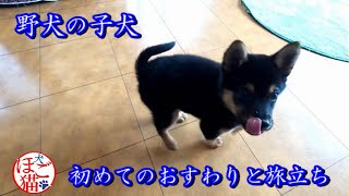 【犬　子犬　保護犬】野犬の子犬を保健所から引き出しました　旅立ち