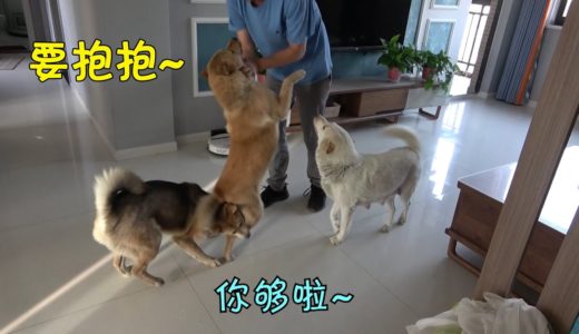 出差一周归来，中华田园犬激动到不能自已，非要主人抱抱才消停！