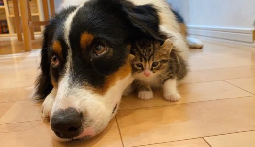 【離れない！】絶対に犬とくっついて寝たがる子猫　A kitten that absolutely wants to sleep with a dog