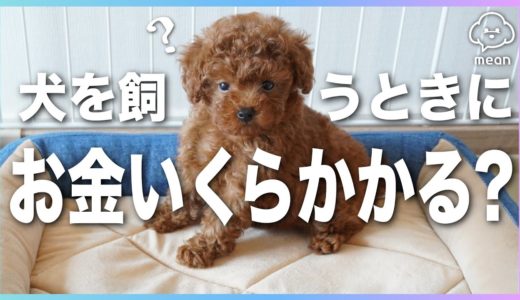 【初めて犬を飼う人必見！】ぶっちゃけ初期費用っていくら掛かるの？【れいちゃんねる】