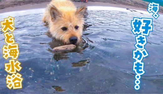 1年ぶりに海に行ったら犬が急に海に飛び込みました！