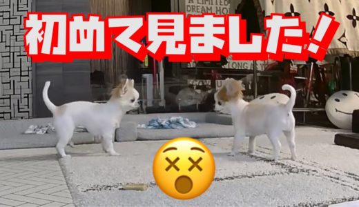 留守番中の犬をペットカメラで見たら色んな事件が起きてて驚きました！😲【チワワ】