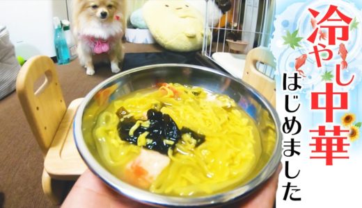 〜夏の風物詩〜冷やし中華デビューする犬【ポメラニアン×チワワ】