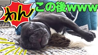 自分の寝言がデカすぎてびっくりして起きる犬www