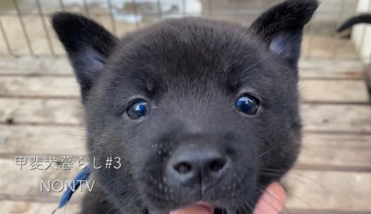 ８匹の甲斐犬の子犬と戯れてきました