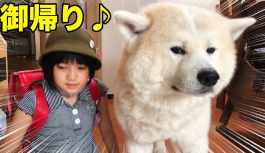 お出迎え♪秋田犬そうすけの巻【VLOG】