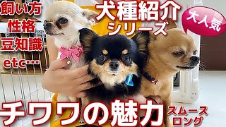 人気犬種チワワの性格、魅力や飼い方のお話【#35】大人気！犬種紹介シリーズ