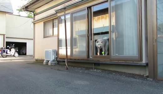 【秋田犬ゆうき】飼い主がツーリングから無事に帰って来たので盛り上がる【akita dog】