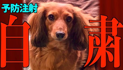 【自粛犬】緊急事態における犬の気持ち８