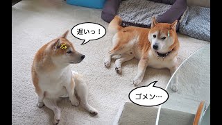 なかなか来ない同居犬を呼びに行く柴犬あん A shiba dog calling it’s inmate dog