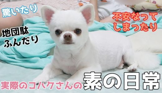 感情がいっぱいのゆるくて可愛い過ぎる犬の日常