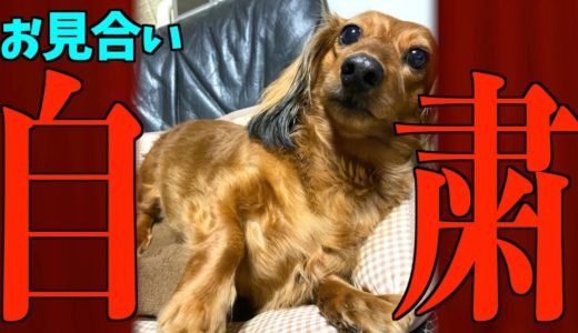 【自粛犬】緊急事態における犬の気持ち7