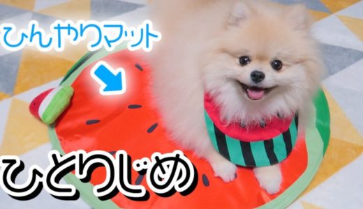 ひんやりマットを縄張りにしたモチ【ポメラニアン犬】