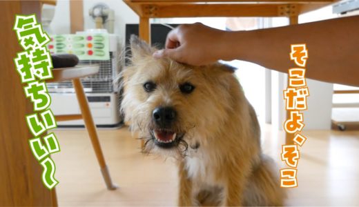 犬のかゆいところを、かいてあげたら顔がトロけるほど喜びました（2匹とも）