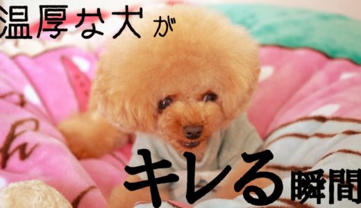 いつも温厚な犬があるものをきっかけにブチギレた件