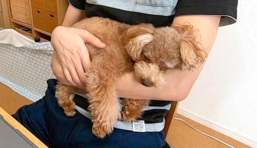 寝てる犬にこっそり「遊ぶ？」ってささやいたら飛び起きて可愛いかったｗ【トイプードル】