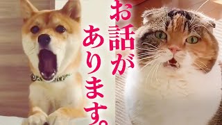 【翻訳】どうしても伝えたいことがある、犬と猫たち。