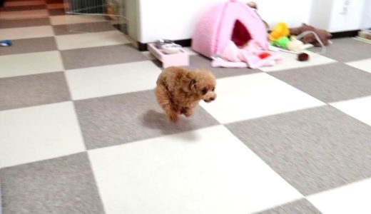 家を競技場だと勘違いしている犬【トイプードルのコロン】