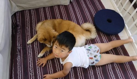 暑がる小さなおっさんと、もふもふの保護犬だん君！