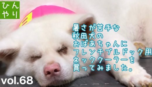 【保護犬預かり】秋田犬の暑さ対策にネッククーラー買ってみました