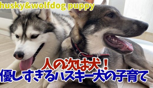 【成長記録】狼犬を育てるシベリアンハスキー【2か月～5か月】